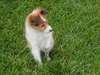Chiots Shetland Sheepdog - Annonce classée # 534077