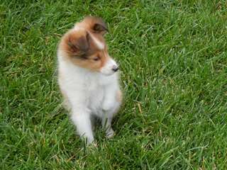 Chiots Shetland Sheepdog
