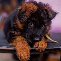 Chiots Berger Alleman