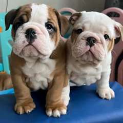 Chiots bouledogue anglais