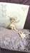 Chiots Chihuahua - photo 1