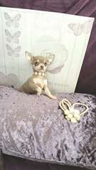 Chiots Chihuahua