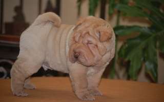 Chiots Shar-Pei chinois