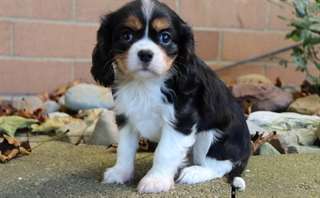 Chiots Cavalier King Charles
