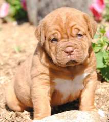 Chiots Dogue De Bordeaux