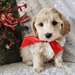 Chiots Maltipoo - photo 1