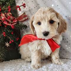 Chiots Maltipoo
