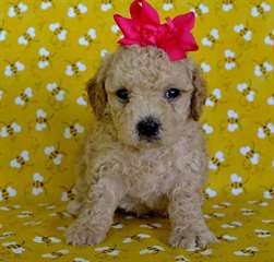 Chiots Cockapoo