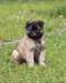 chiot berger belge a donner - Annonce classée # 534501