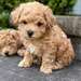 Chiots Maltipoo - photo 1