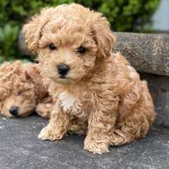 Chiots Maltipoo
