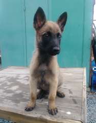 Chiots Belgian Malinois