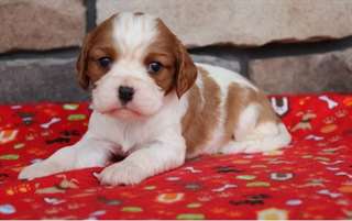 Chiots Cavalier King Charles