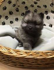 Chiots Keeshond &#224; vendre