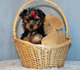 Chiots Yorkshire Terrier