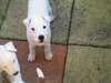 Chiots Parson Terrier - photo 1