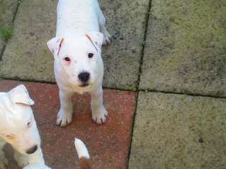 Chiots Parson Terrier