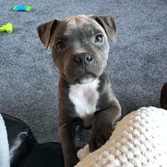Chiots Staffordshire Bull Terrier