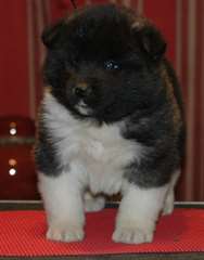 Chiots Akita