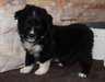Chiots Berger Australien - Annonce classée # 535006