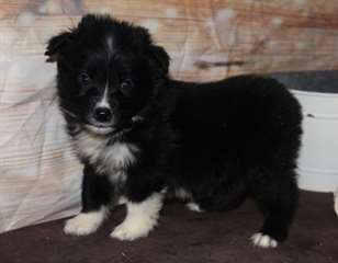 Chiots Berger Australien