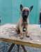 Chiots Berger Malinois - photo 1
