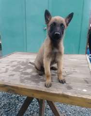 Chiots Berger Malinois