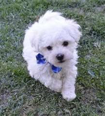 Chiots Bichon Frise