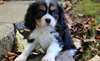 Chiots Cavalier King Charles - Annonce classée # 535024