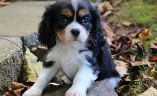 Chiots Cavalier King Charles