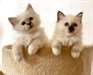 chaton sacré de birmanie a donner - Annonce classée # 535063