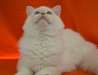 chaton Ragdoll agé de 3 mois a donner - Annonce classée # 535064