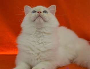 chaton Ragdoll ag&#233; de 3 mois a donner