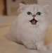 Chatons persans chinchilla a donner - photo 1