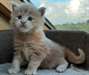 Chatons Maine coon a donner - Annonce classée # 535067