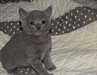 Très jolis chatons chartreux a donner - Annonce classée # 535069