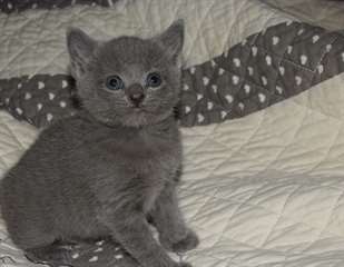 Très jolis chatons chartreux a donner