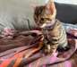 Chaton bengal  a donner - Annonce classée # 535070