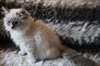 magnifique chaton Sibérien a donner - Annonce classée # 535071