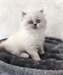 chaton Highland Fold pour adoption - Annonce classée # 535072
