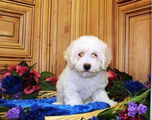 Chiots Bichon Frise