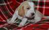 Chiots Basset Hound - Annonce classée # 535078