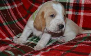 Chiots Basset Hound