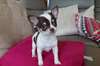 Chiot chihuahua a donner - Annonce classée # 535148