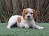 Chiot epagneul breton a donner - photo 1