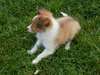 Chiots Berger Shetland - Annonce classée # 535218