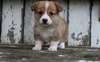Chiots Welsh Corgie Pemborke - photo 1