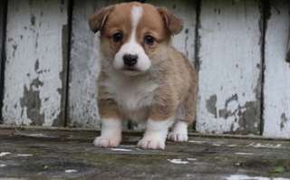 Chiots Welsh Corgie Pemborke