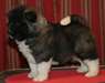 Chiots Akita - Annonce classée # 535273