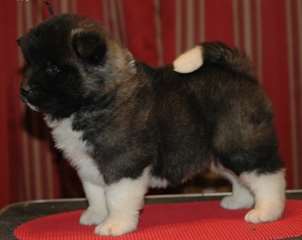 Chiots Akita
